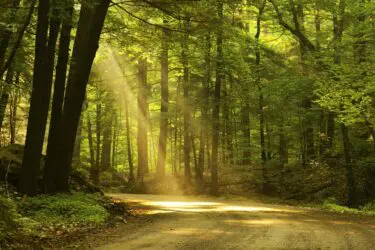 Verkehrsunfall – Einordnung einer Straße als Feld- oder Waldweg