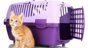 Katzenkauf – Erstattung von Tierarztkosten wegen vorliegender Erkrankung bei Kauf